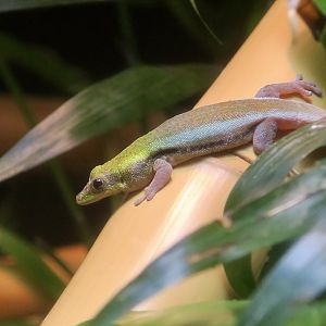 Yellow-Headed Day Gecko (Phelsuma klemmeri)