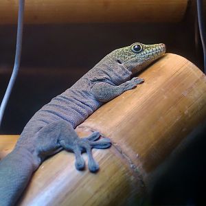 Standing's Day Gecko (Phelsuma standingi)