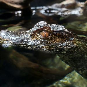 Cuvier's Dwarf Caiman (Paleosuchus palpebrosus)