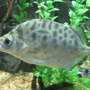 Spotbanded Scat (Selenotoca multifasciata)