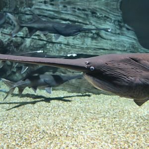 American Paddlefish (Polyodon spathula)