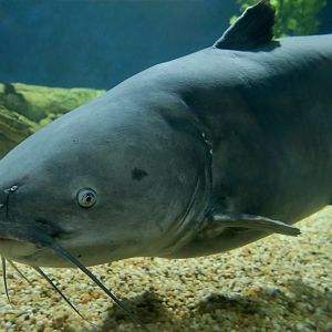 Blue Catfish (Ictalurus furcatus)