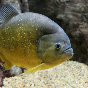 São Francisco Piranha (Pygocentrus piraya)