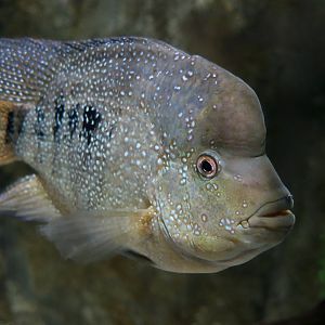 Minckley's Cichlid (Herichthys minckleyi)