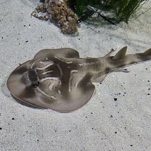 Southern Fiddlenose Ray (Trygonorrhina dumerilii)