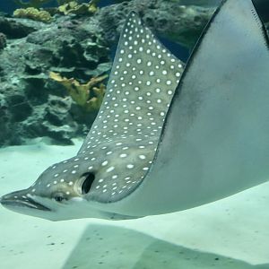 Ocellated Eagle Ray (Aetobatus ocellatus)