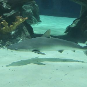 Blacknose Shark (Carcharhinus acronotus)