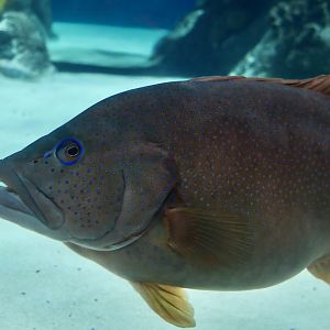 Leopard Coral Grouper (Plectropomus leopardus)