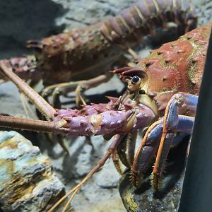 California Spiny Lobster (Panulirus interruptus)