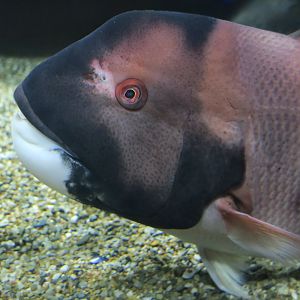 California Sheephead Wrasse (Bodianus pulcher)