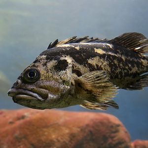 Black-and-Yellow Rockfish (Sebastes chrysomelas)