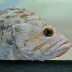 Brown Rockfish (Sebastes auriculatus)