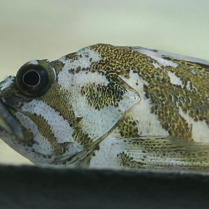 Gopher Rockfish (Sebastes carnatus)
