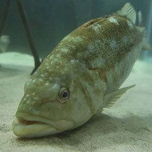 Kelp Bass (Paralabrax clathratus)