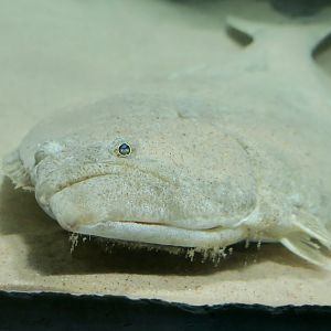 California Halibut (Paralichthys californicus)