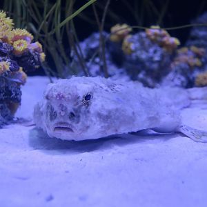 Polka-Dot Batfish (Ogcocephalus cubifrons)