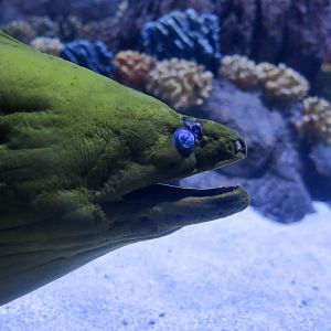 Green Moray (Gymnothorax funebris)