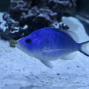 Blue Hamlet (Hypoplectrus gemma)