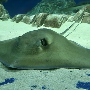 Broad Stingray (Bathytoshia lata)