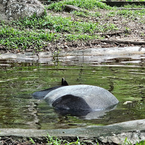Malayan tapir Soak in water.