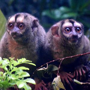 Grey-handed Night Monkeys (Aotus griseimembra)