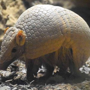 Southern Three-banded Armadillo (Tolypeutes matacus)