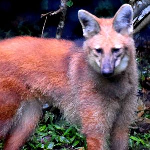 Maned Wolf (Chrysocyon brachyurus)