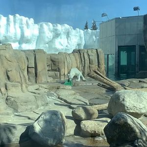 Toledo Zoo-Arctic Encounter: Polar Bear exhibit-Left Viewing