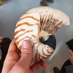 Nautilus shell