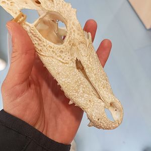 Caiman skull