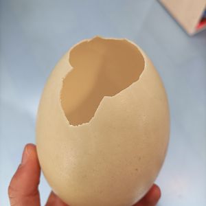 Rhea egg