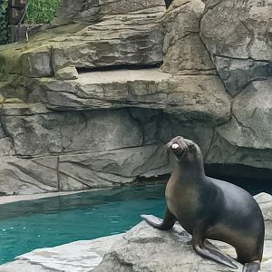 Patagonian sea lion sticking it's tongue out!