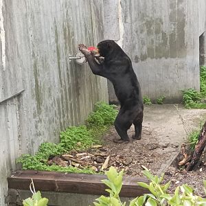 Sun bear with enrichment