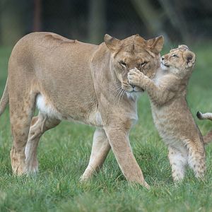 African lion and cub , ZSL Whipsnade, UK