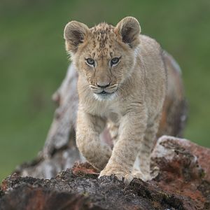 African lion cub , ZSL Whipsnade, UK