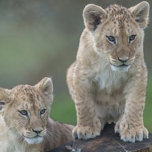 African lion cubs , ZSL Whipsnade, UK