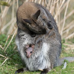 Bennett's wallaby and Joey , ZSL Whipsnade, UK