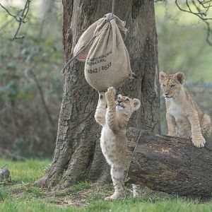 African lion cubs , ZSL Whipsnade, UK