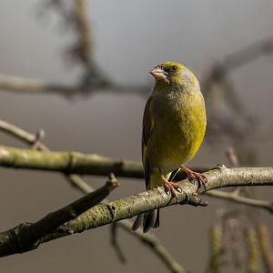 Greenfinch ,wild, UK
