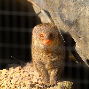 Small Indian Mongoose- 19th March 2025