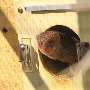 Small Indian Mongoose- 19th March 2025