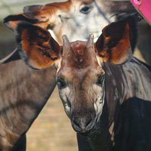 Okapis- Mzimu (m) and Oni (f)- 19th March 2025