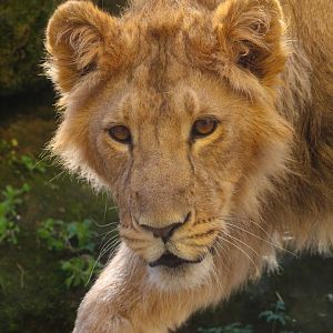 Asiatic Lion juvenile- 19th March 2025