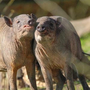 Sulawesi Babirusa hoglets- 19th March 2025