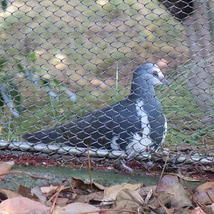 Wonga Pigeon (8/25/24)
