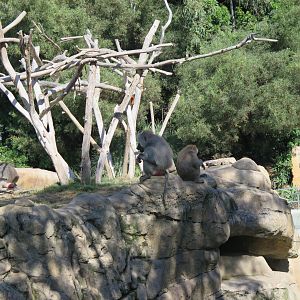 Hamadryas Baboon (8/23/2024)