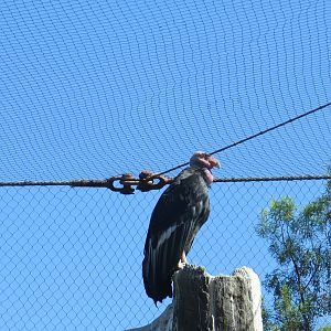 California Condor(8/23/2024)
