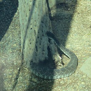 Rattle Snake ID (8/23/2024) Elephant Odyssey