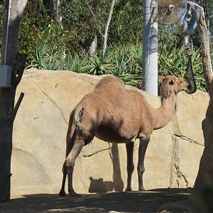 Dromedary Camel(8/23/2024)