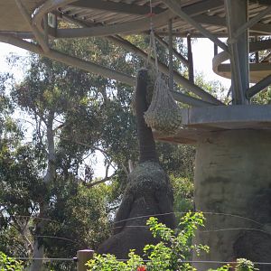 African Elephant (8/23/2024)